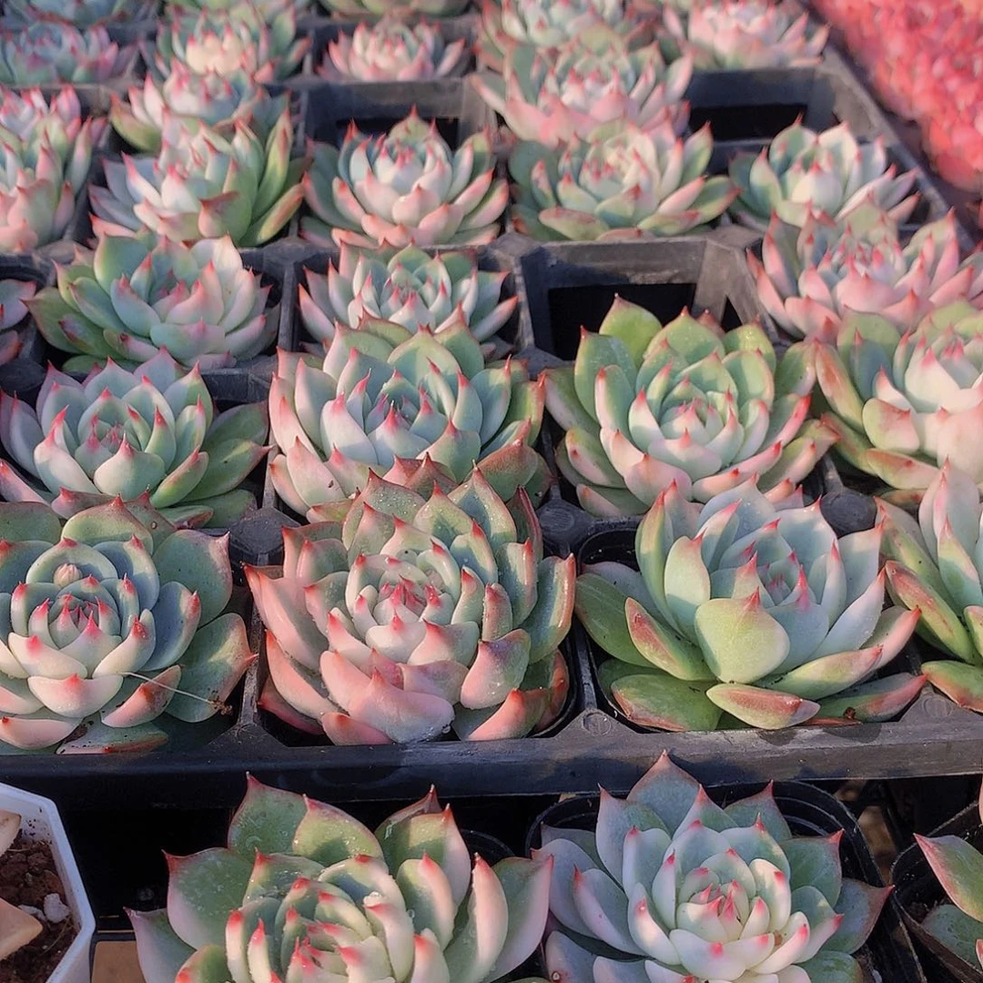 吉娃娃半锦0000000000000000