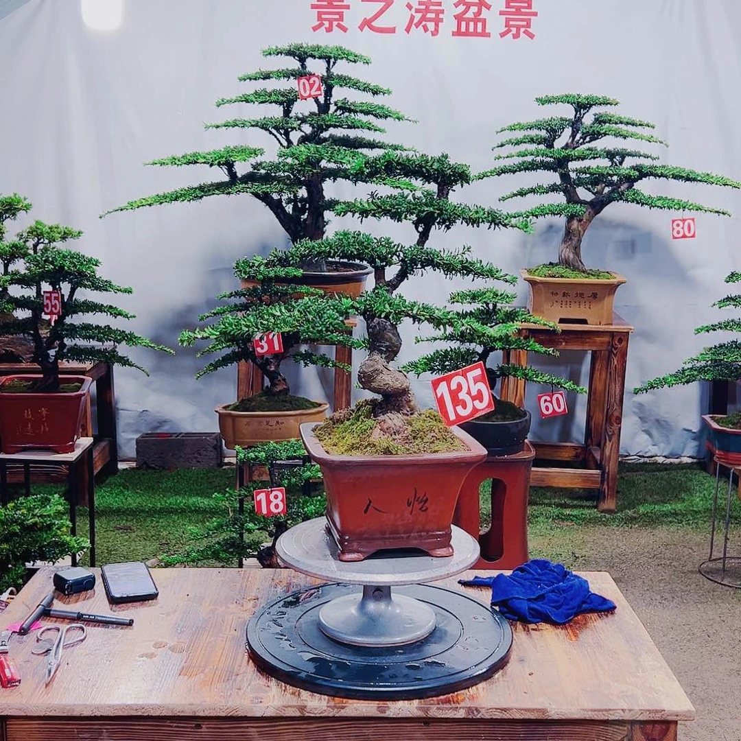 无花朵红芽珍珠罗汉松