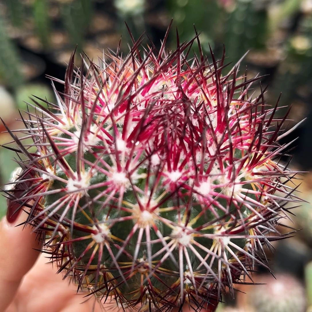 英冠仙人球1111111