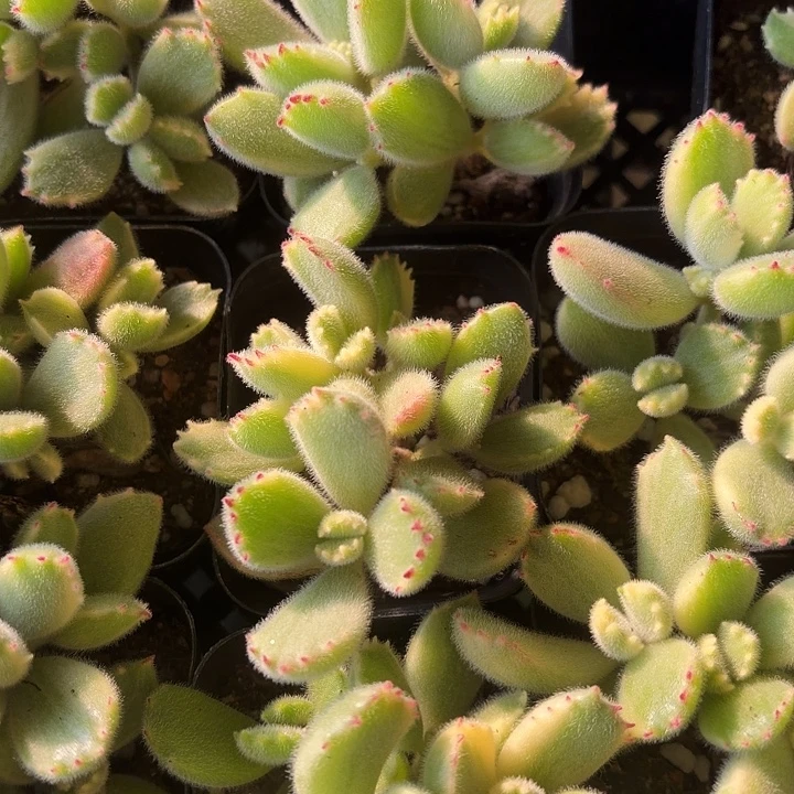 白熊两颗满12.9包邮