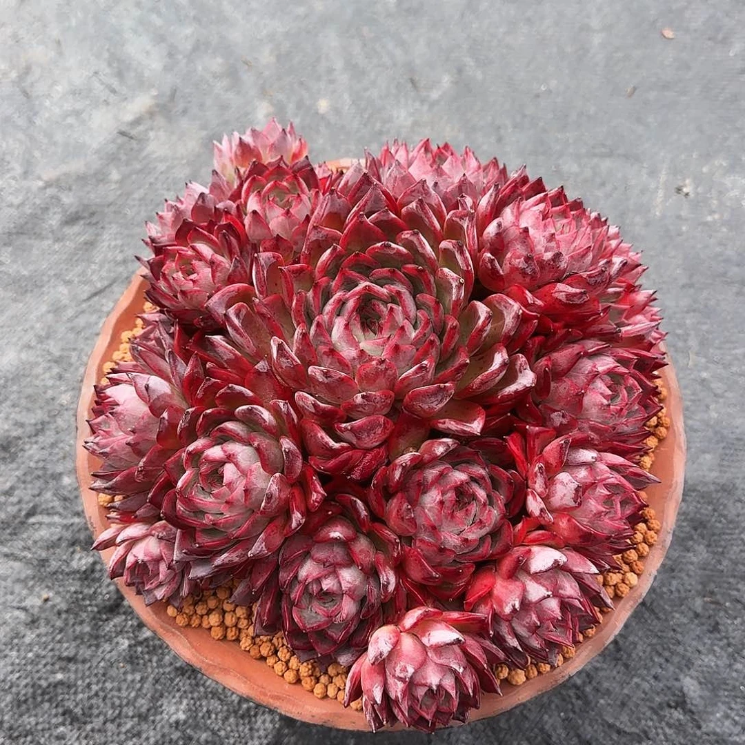 小小弟精品多肉46556