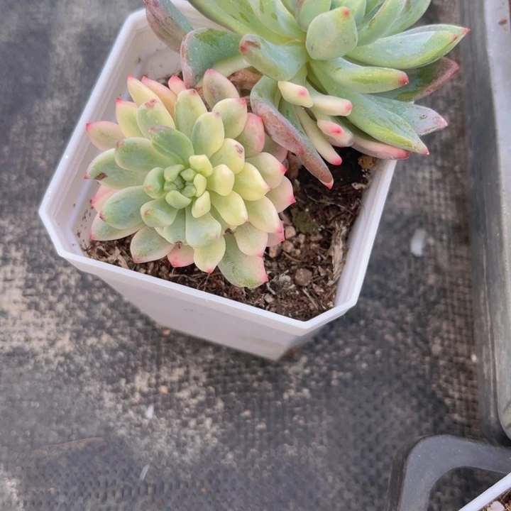 蓝苹果锦多肉植物