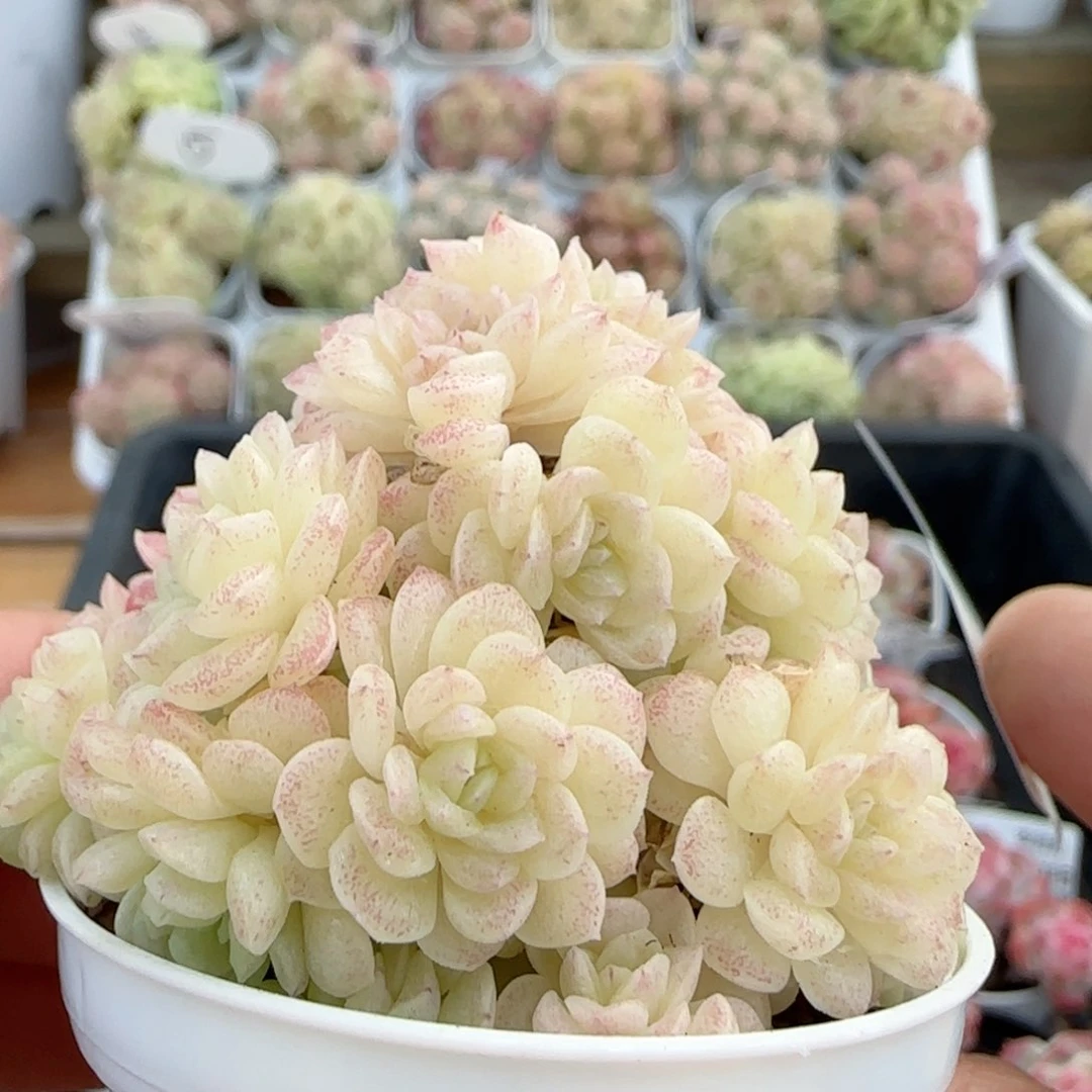 【闪购商品】0118-21花朵麦杆