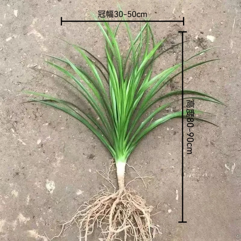 【不带瓶】水培黑珍珠龙血树绿植室内80-90CM办公室好养易活盆栽