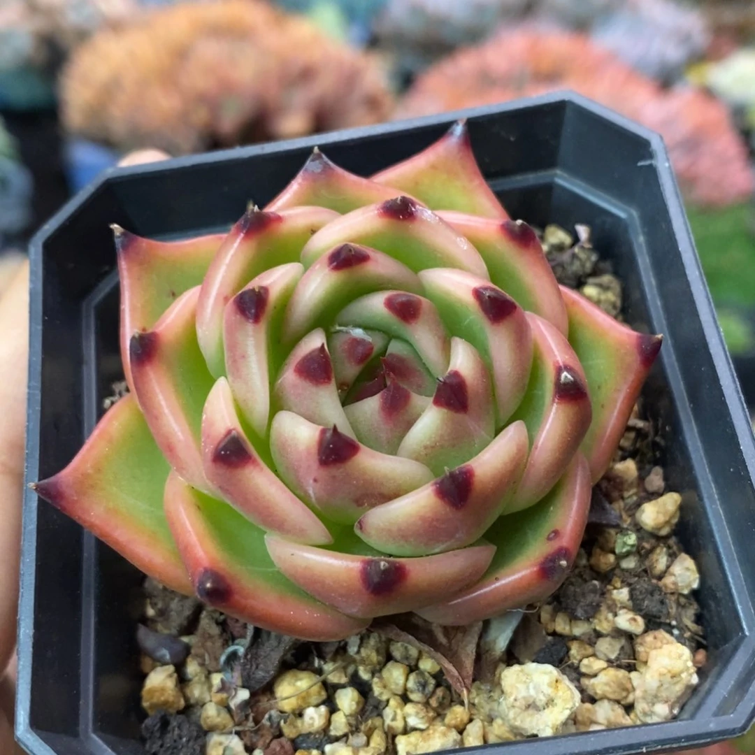 蓝龙单头控养一物一拍