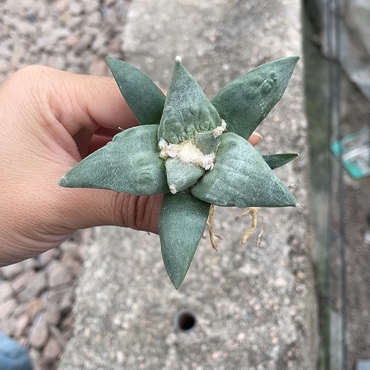 实生怒涛福利特价