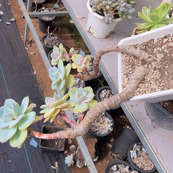 白凤09208多肉植物