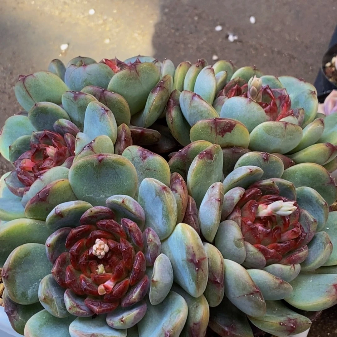 308多肉植物保护研究所所长助理