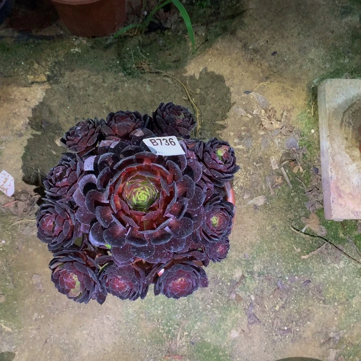 ?**?花花公子7360000000000