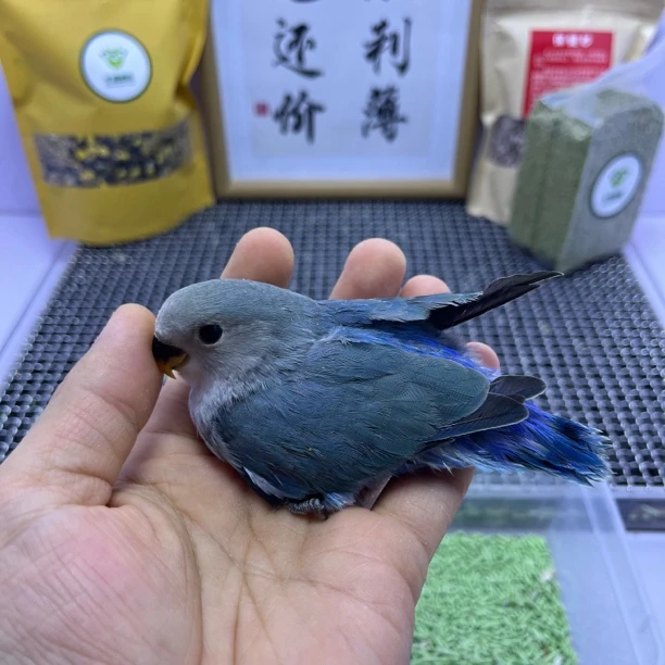 牡丹鹦鹉-特价学吃蓝银母有咬毛X7649