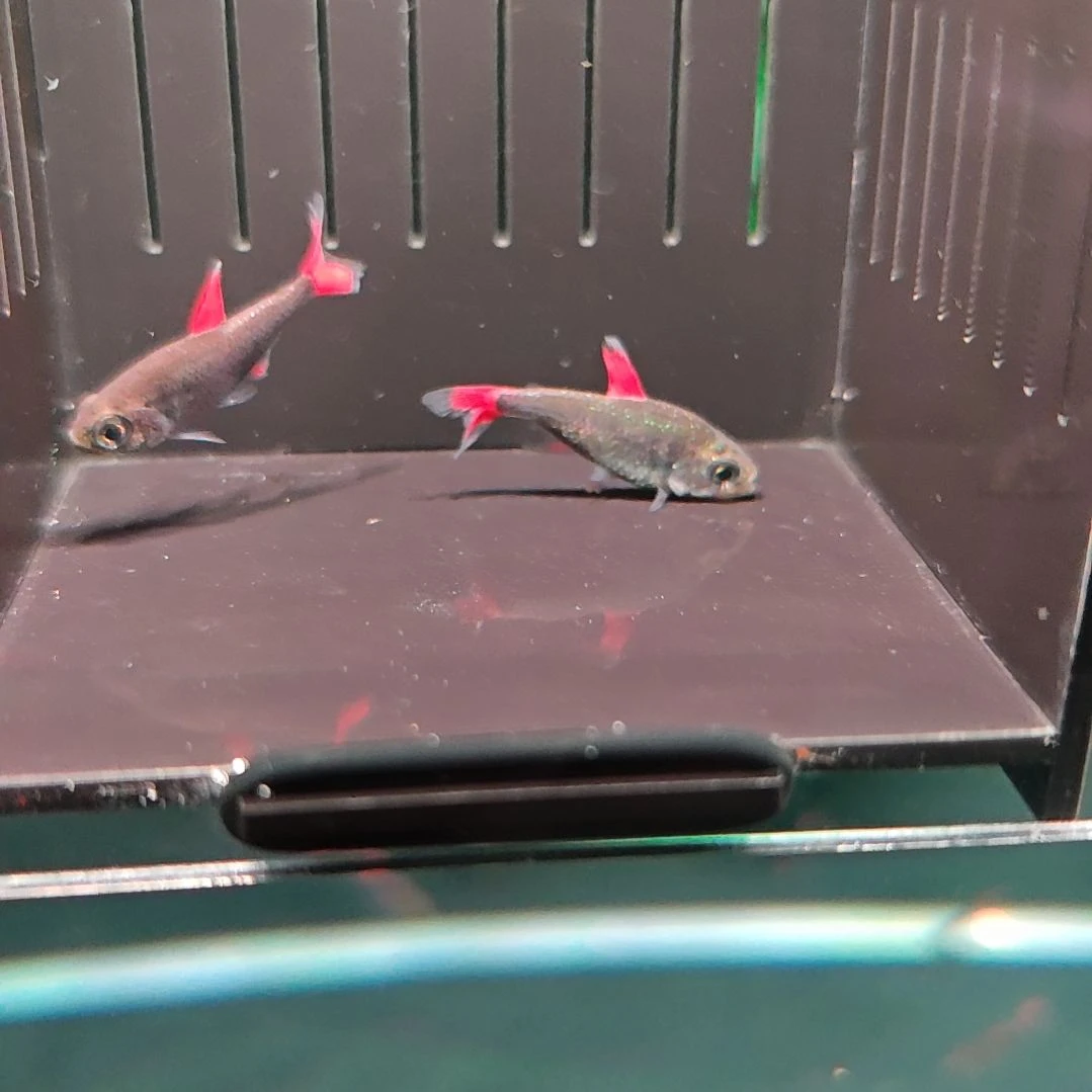 灯科鱼3红旗灰太狼2条