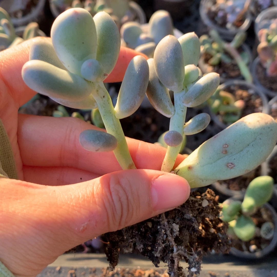 黄米可奶哈哈哈哈