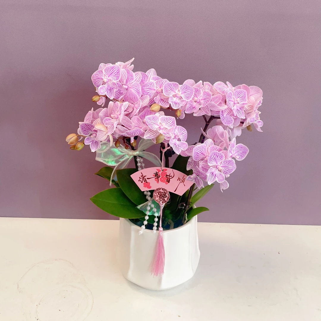 花仙子优选【樱花】稀缺颜色 自然植物 高级小众艺术组盆