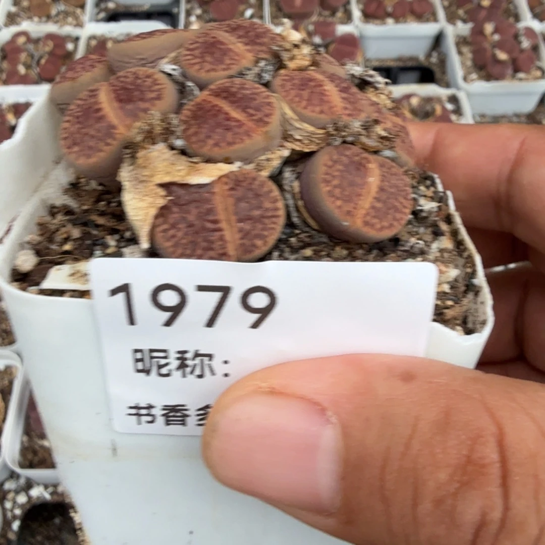 小***哥多肉植物多肉植物多肉