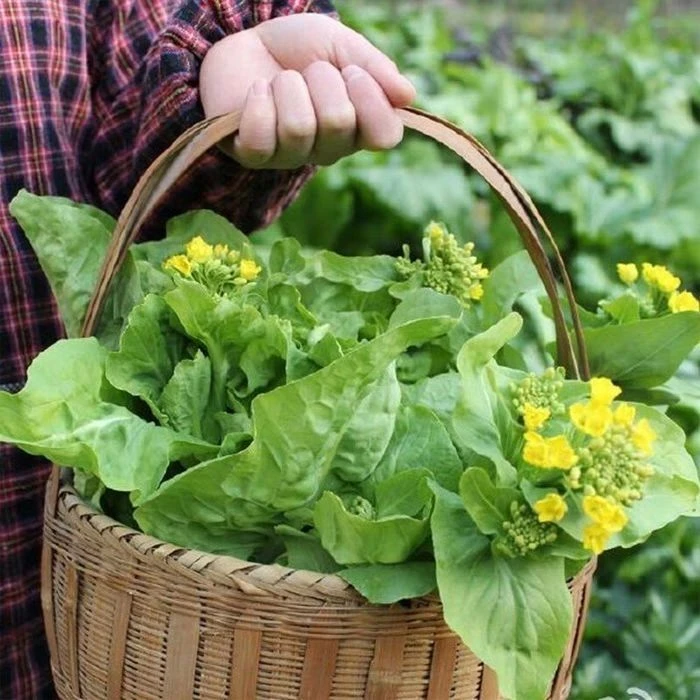 阿超走乡村 蔬菜姜