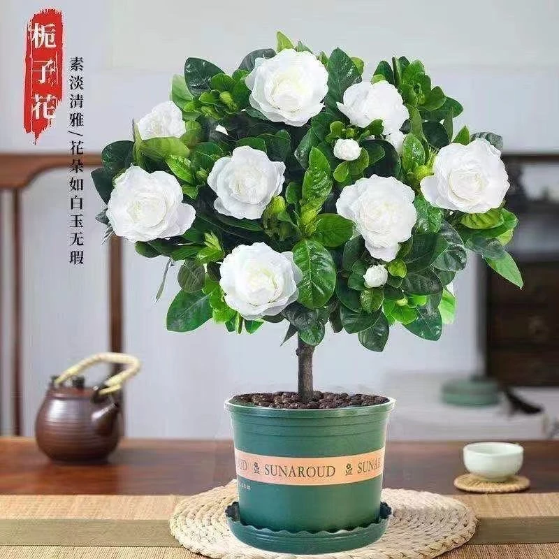 （十年苗）浓香型栀子花盆栽客厅花卉【带花苞发货】四季室内植物绿植
