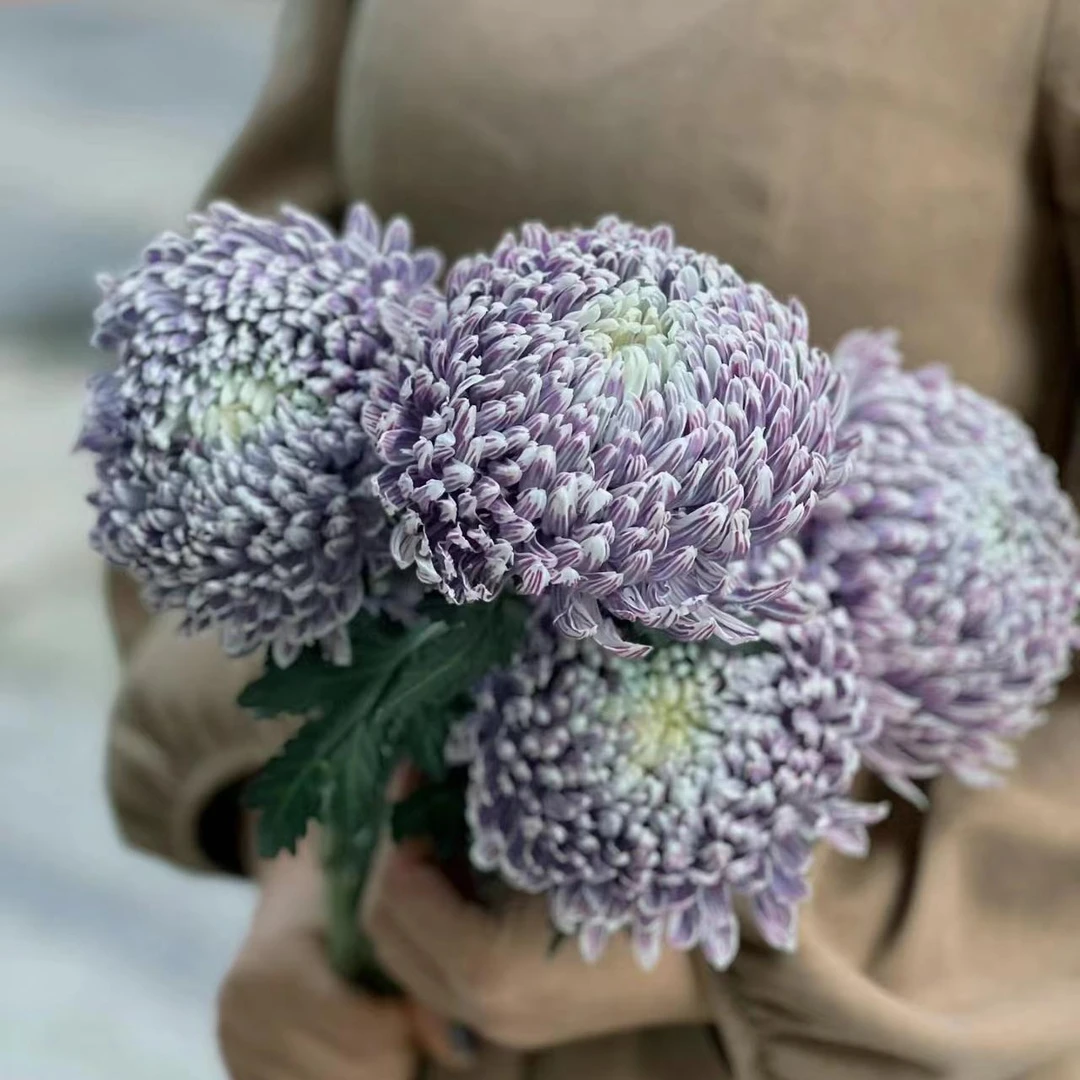 【思芹花卉|葡萄紫-富贵牡丹球】圆满大气吸色花材牡丹菊顺丰冷链
