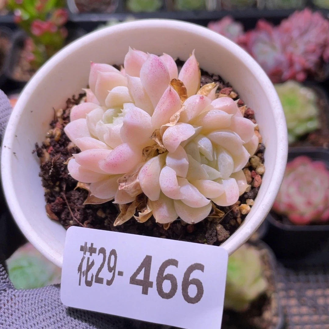 花利美29-466白月影