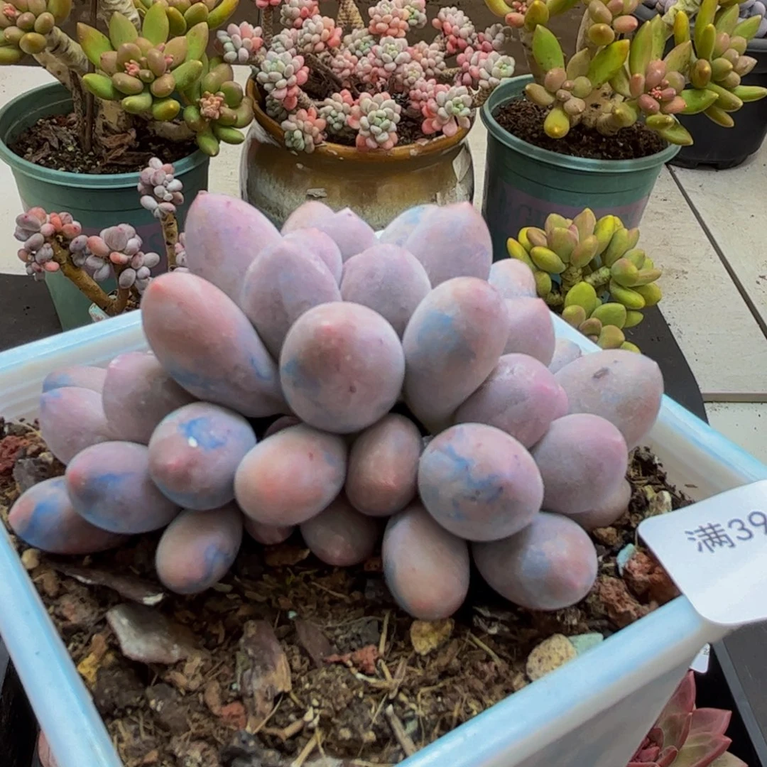 041/6cm汤圆奶酪多肉植物