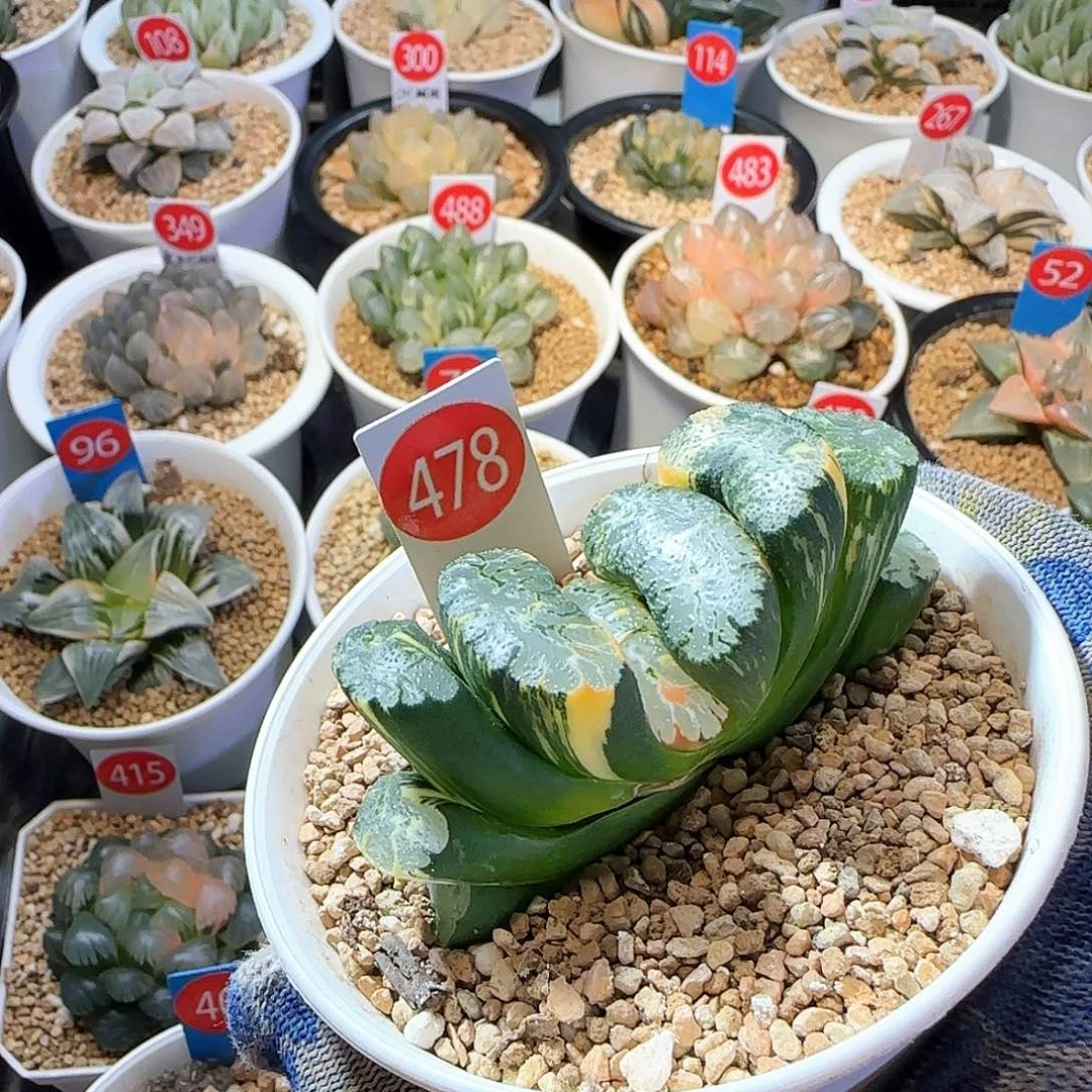 478北斋玉扇极上斑 7.5 厘米左右一物一拍带盆