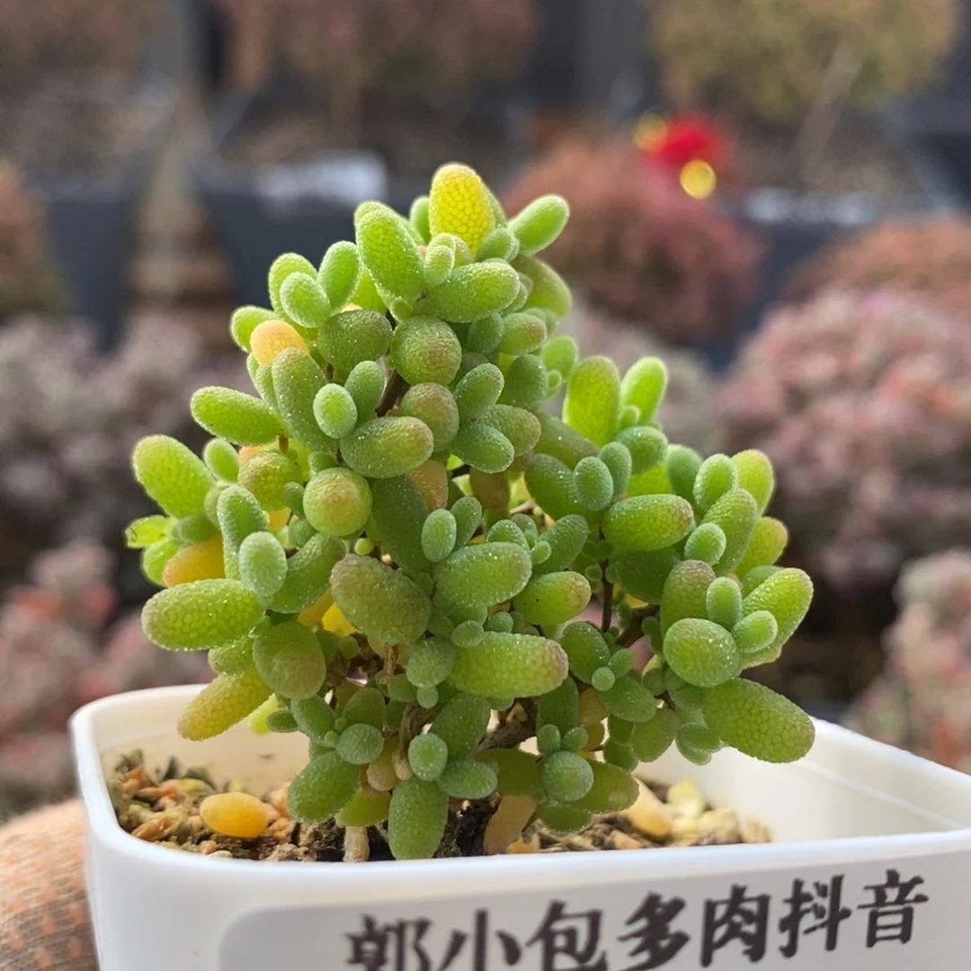 蜜橘糖球7168枝干番杏