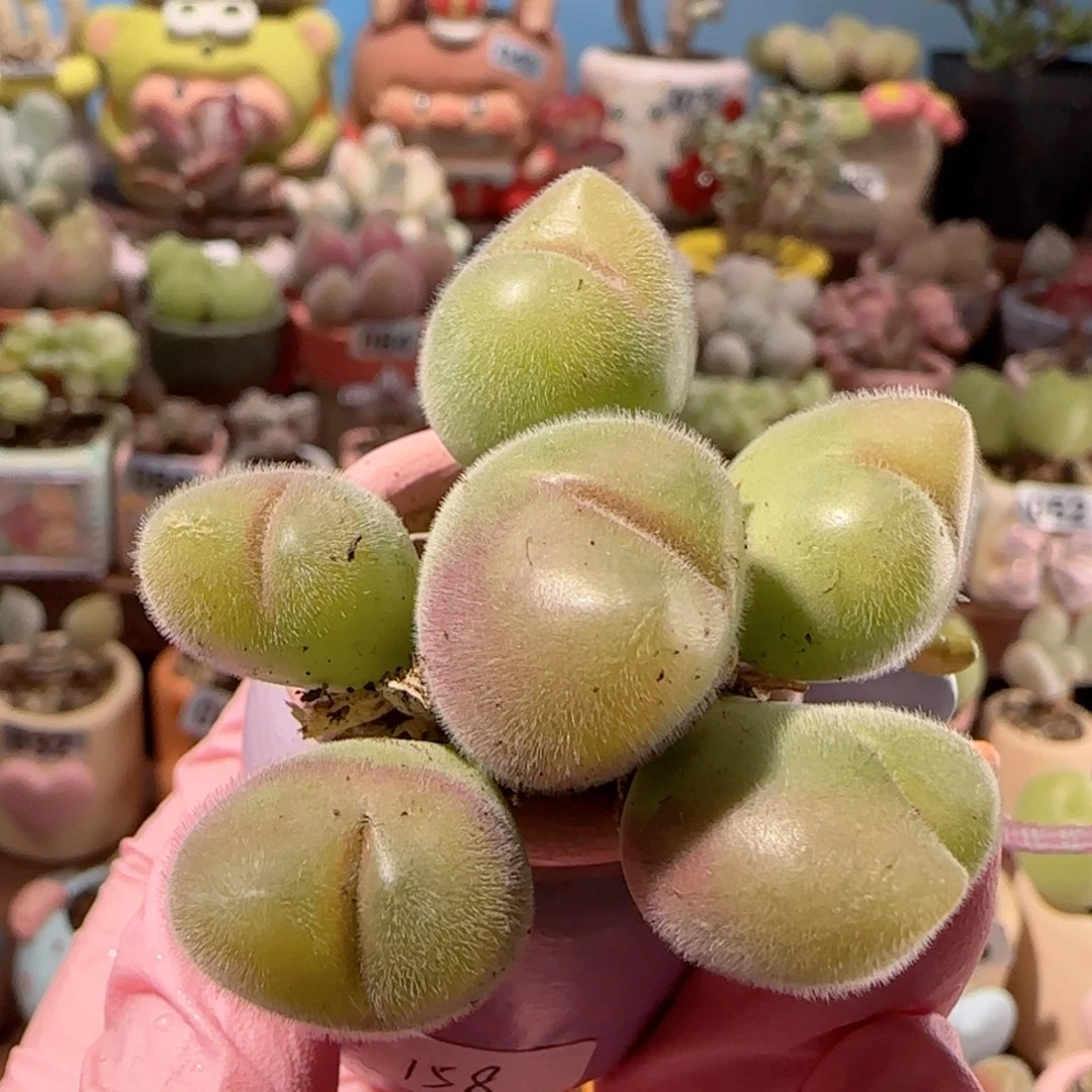 T乌龟毛翠盆口2.5cm