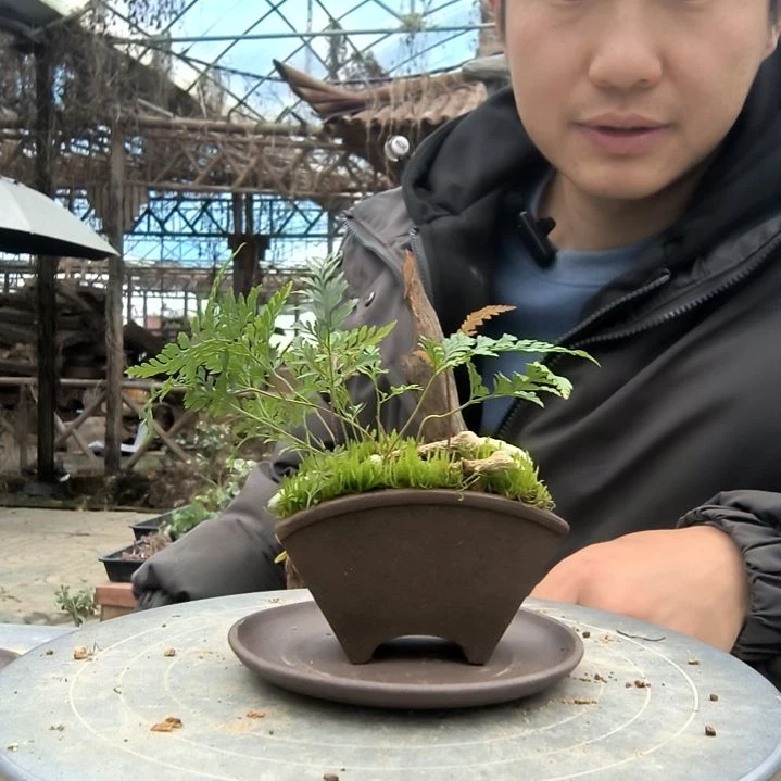 小**N小盆景小植物一物一拍158