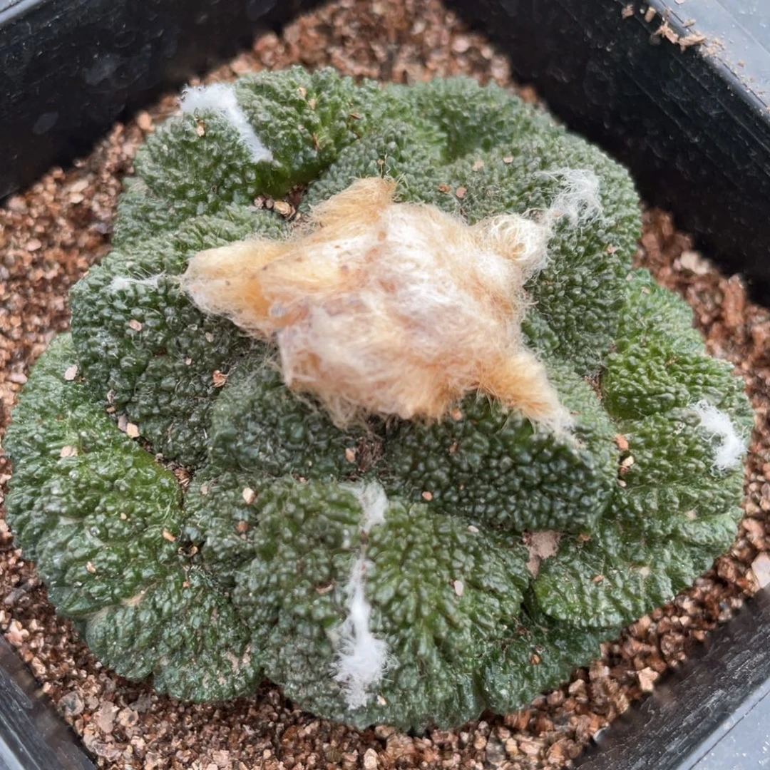 全部花朵自根 细密丸犹菜花牡丹