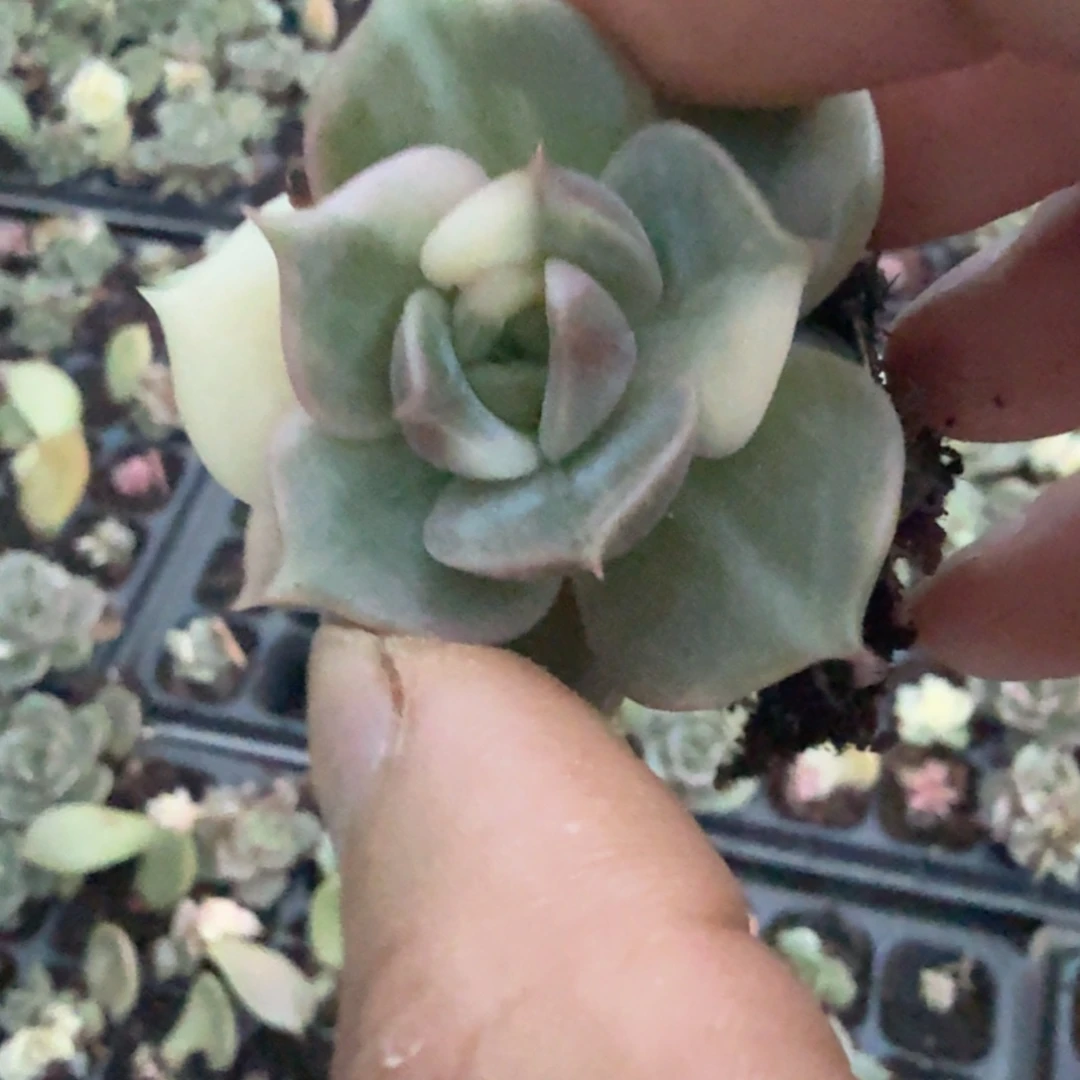 贝加尔湖锦多肉锦