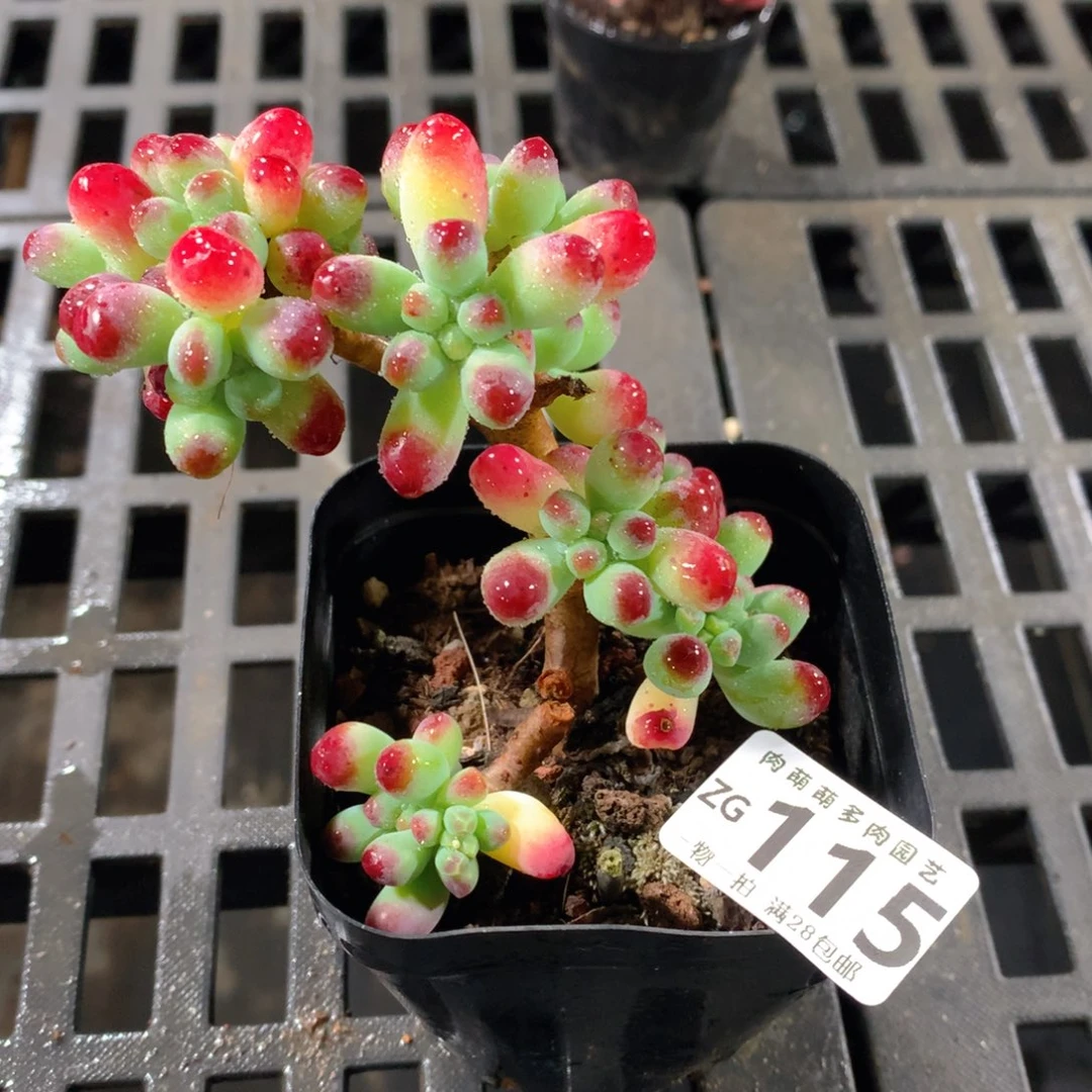 肉萌萌拇指盆精控多肉ZG115