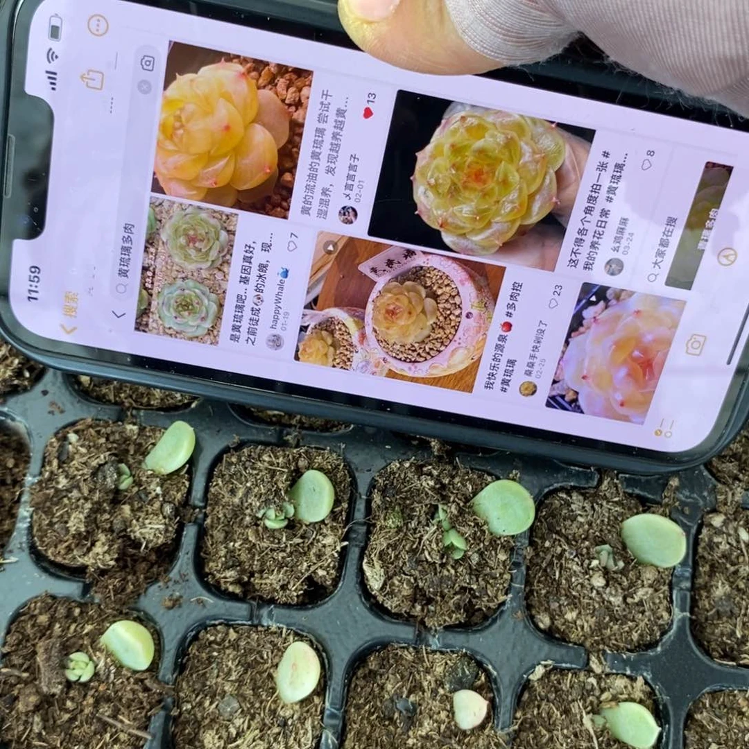 穴盘黄琉璃芽苗一个多肉