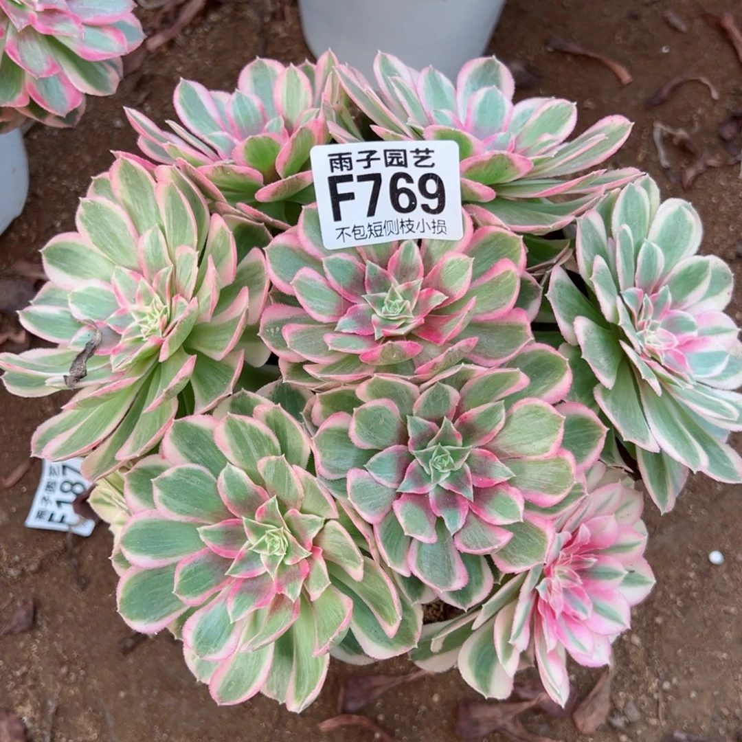 769孔雀翎尺寸20左右