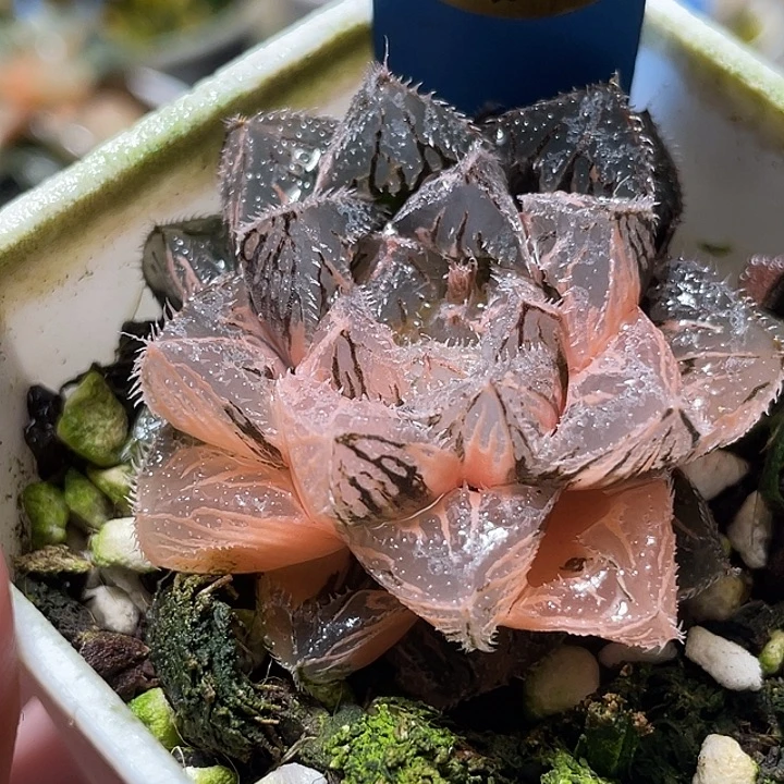 520粉黛锦锦特选福利