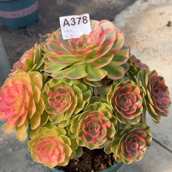 378雨荷22厘米左右