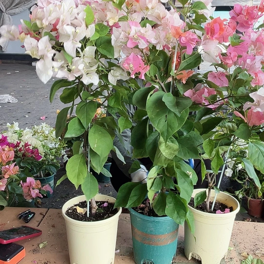 大部分开放少量花苞橙口红带竹一颗