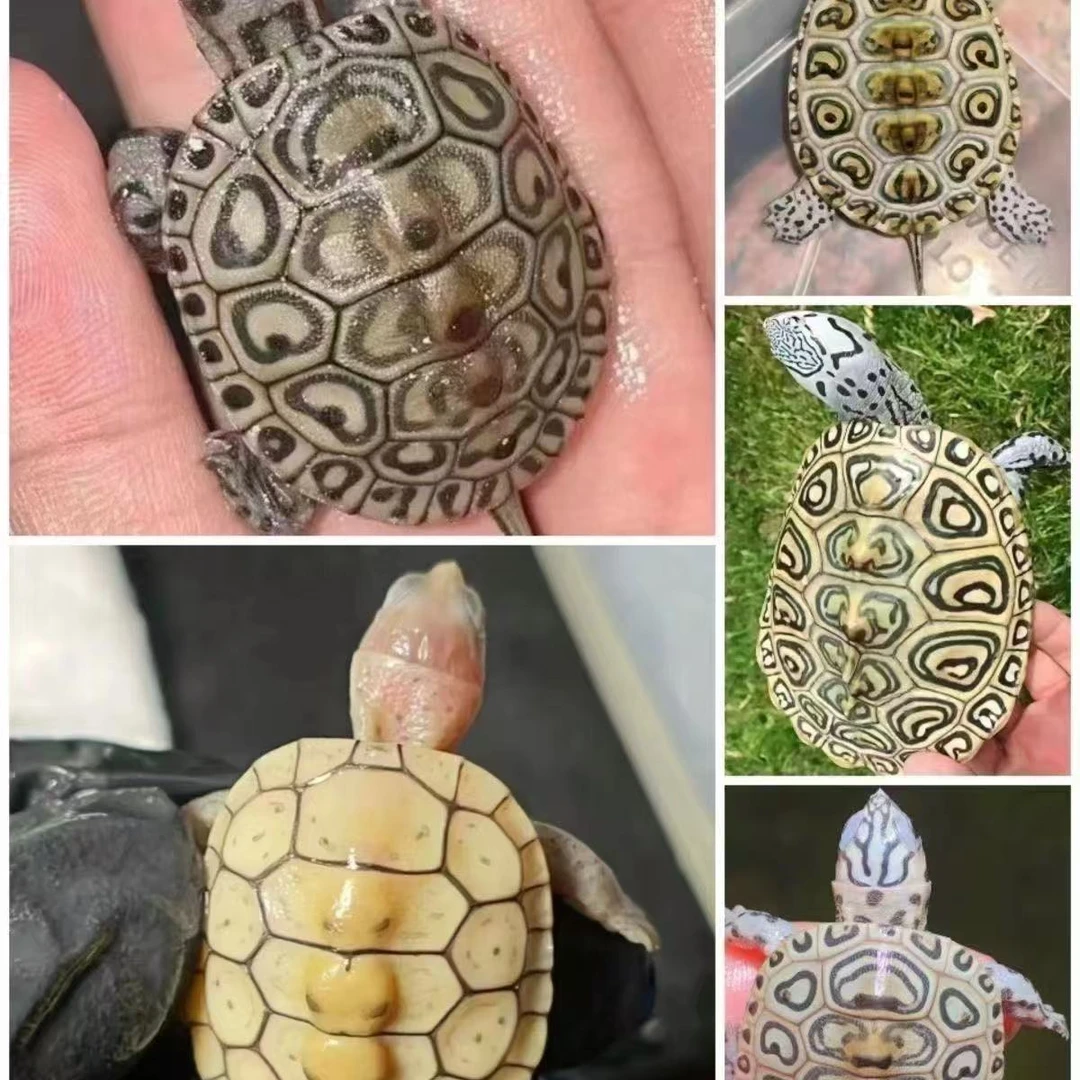 中华草龟巴西龟黄耳龟西璟地图大河甜甜圈火焰阿拉巴马白巴