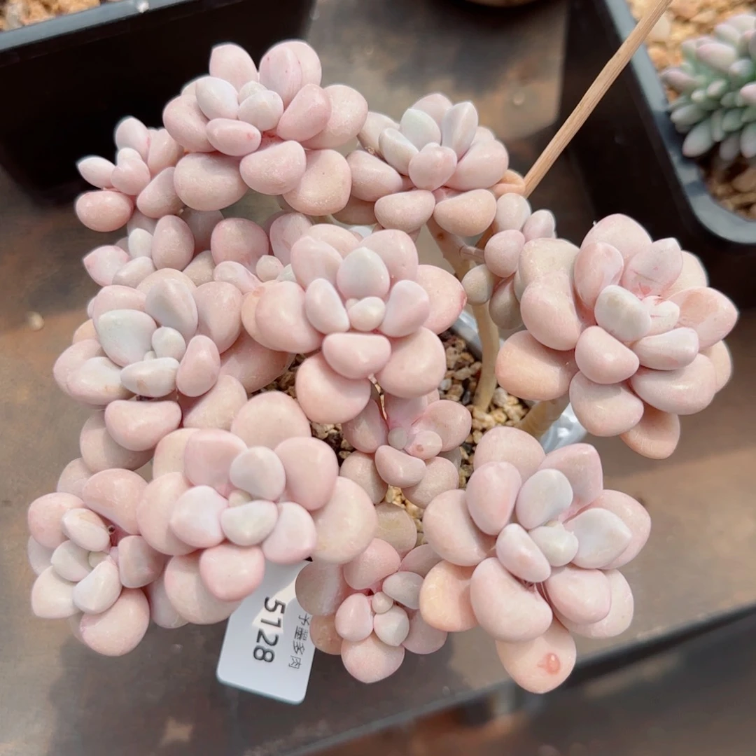 艾伦无砍，5128多肉