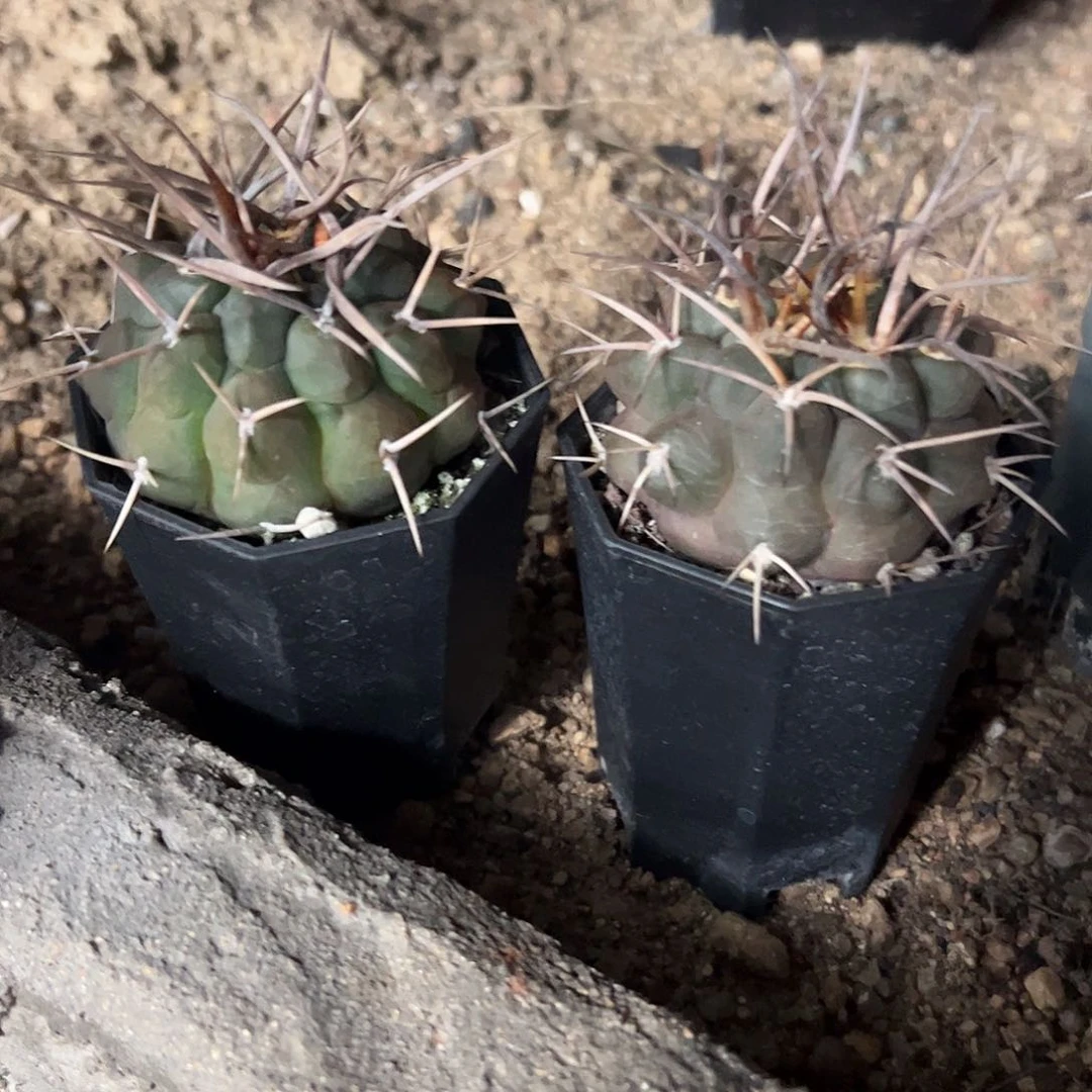 无花朵贾*实生首金摩天轮2颗45678