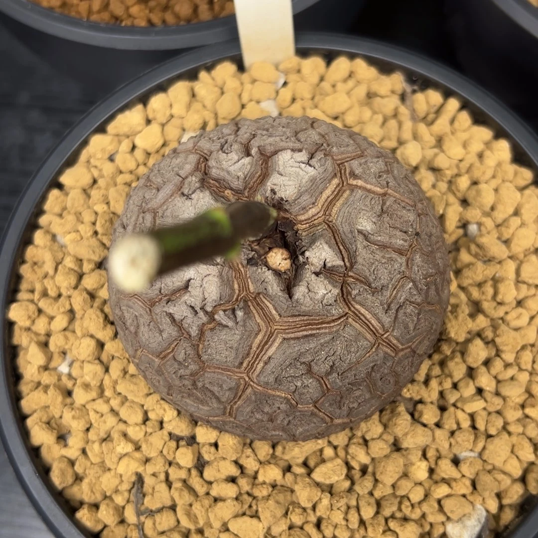 精品盆栽养定的龟甲龙32号