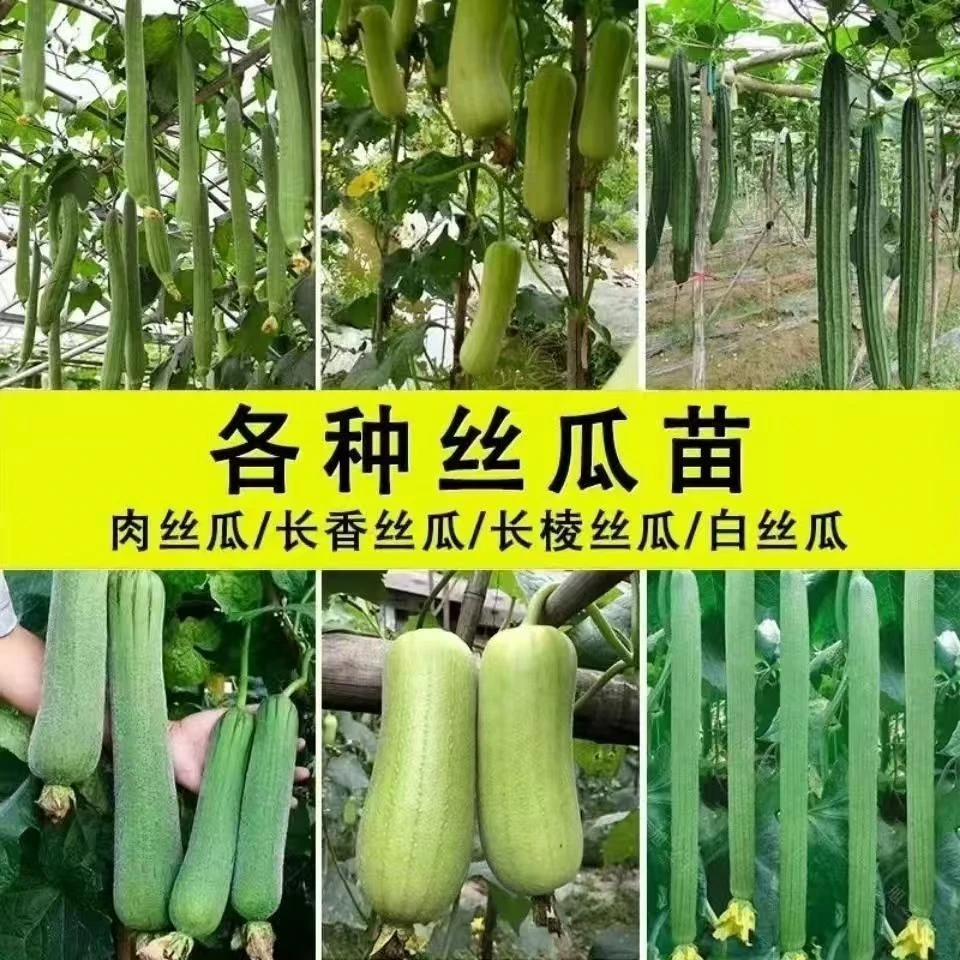 丝瓜苗早熟肉丝瓜苗秧菜种四季丝瓜阳台丝瓜苗当季清香食用春季
