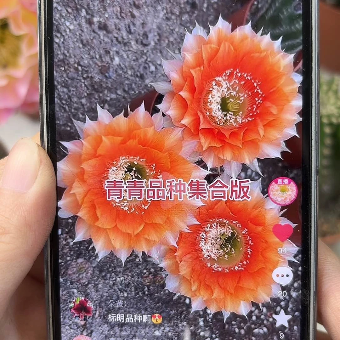 金刚拉菲6-7公分左右