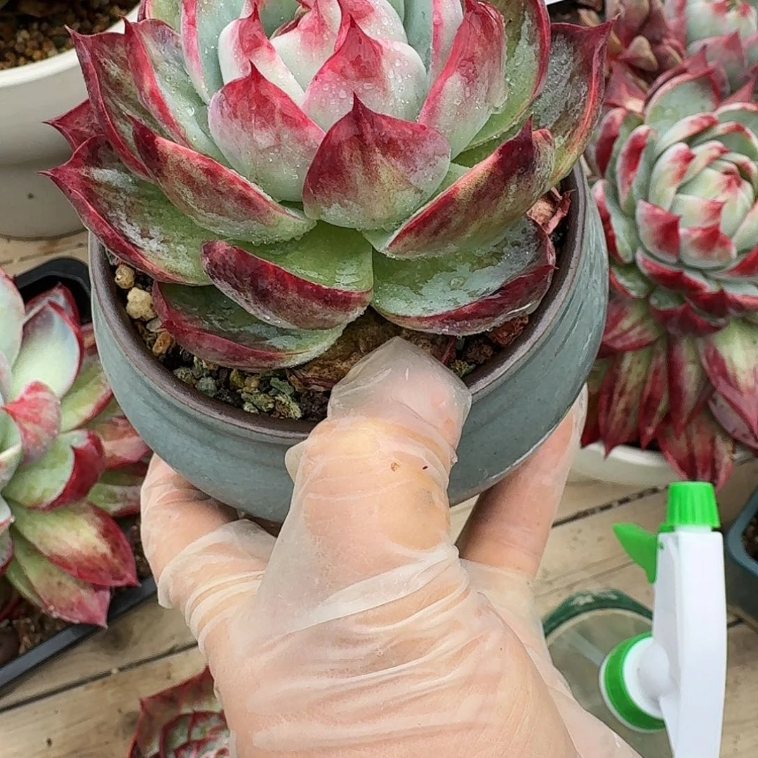 惊鸿仙子 3096.......