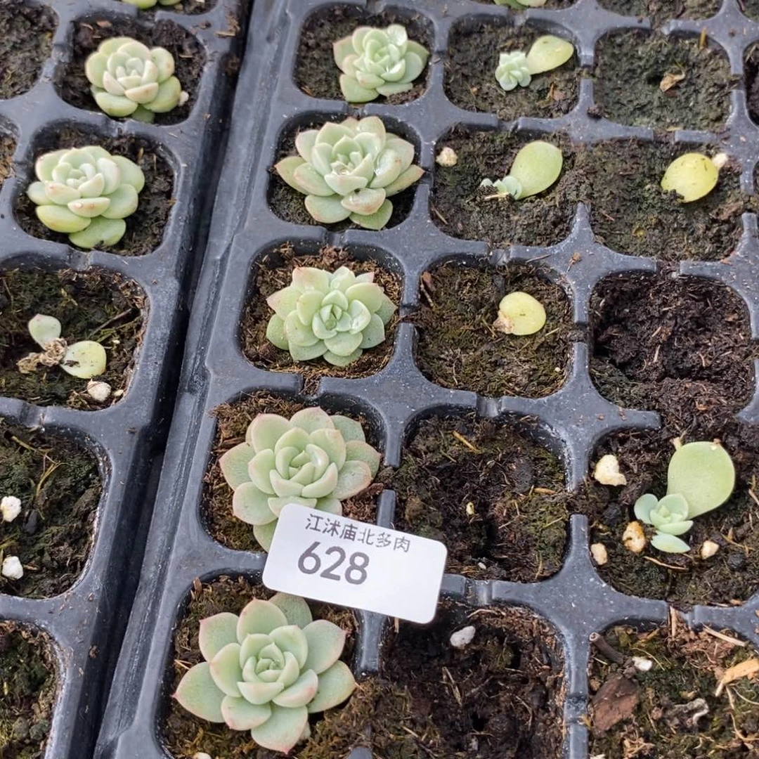 标628倾城珍妮扦插一个