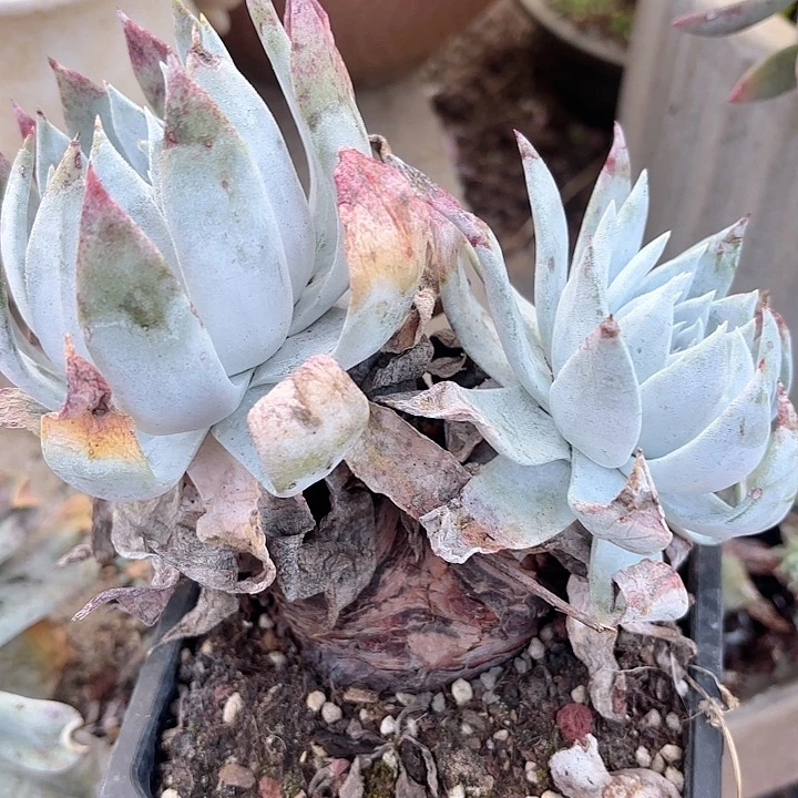 仙女杯多肉植物提取