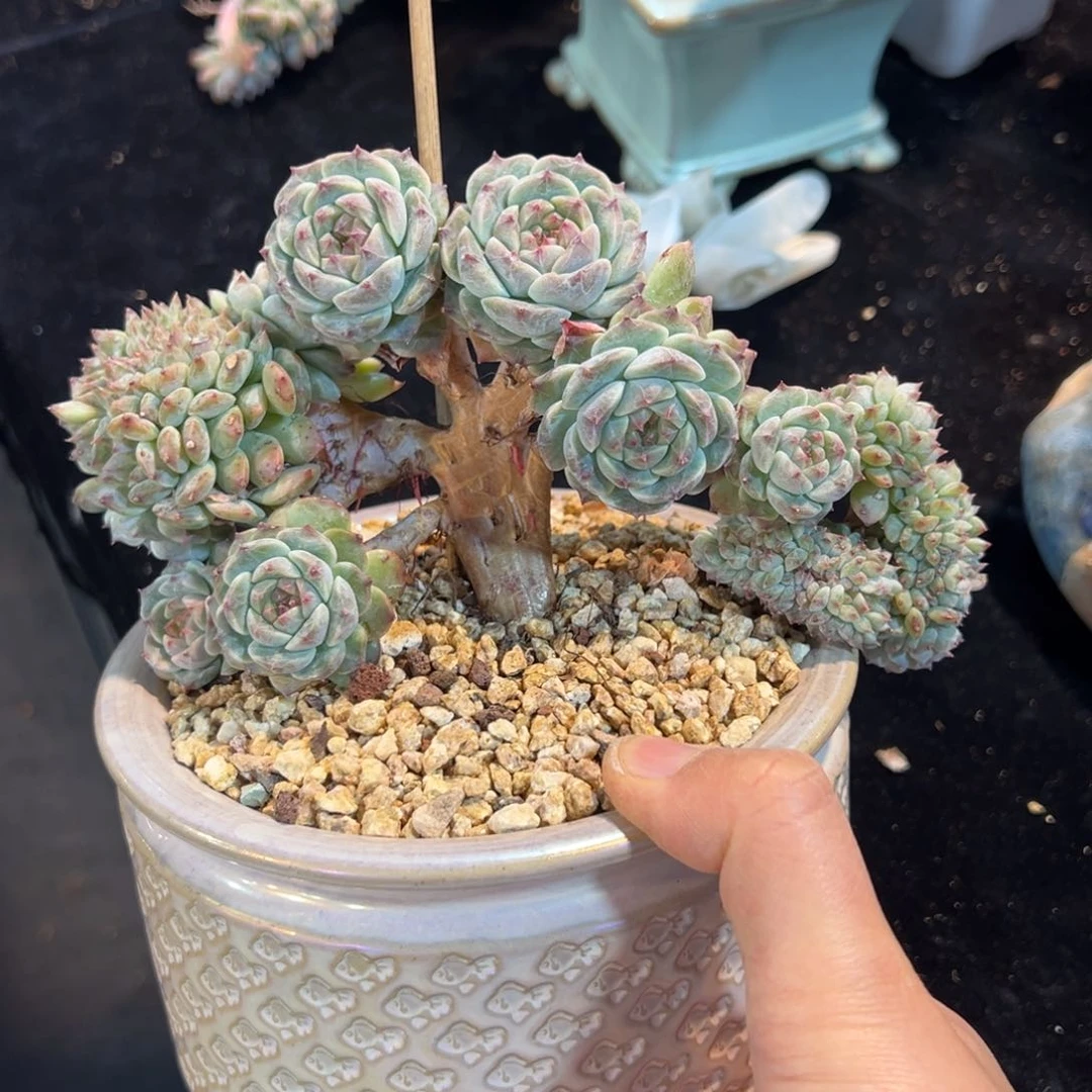 现***后新年快乐 新年快乐 新年快乐