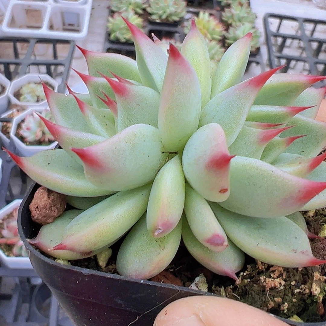 双头托斯卡19包邮多肉