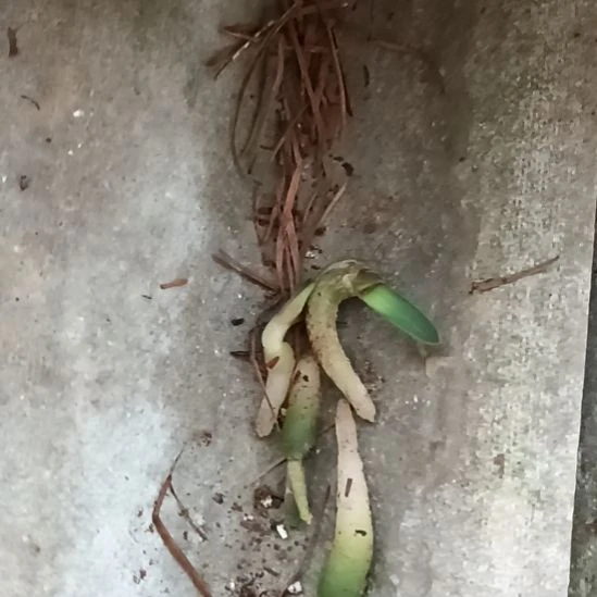 5***K无花朵特色花卉君子兰小苗