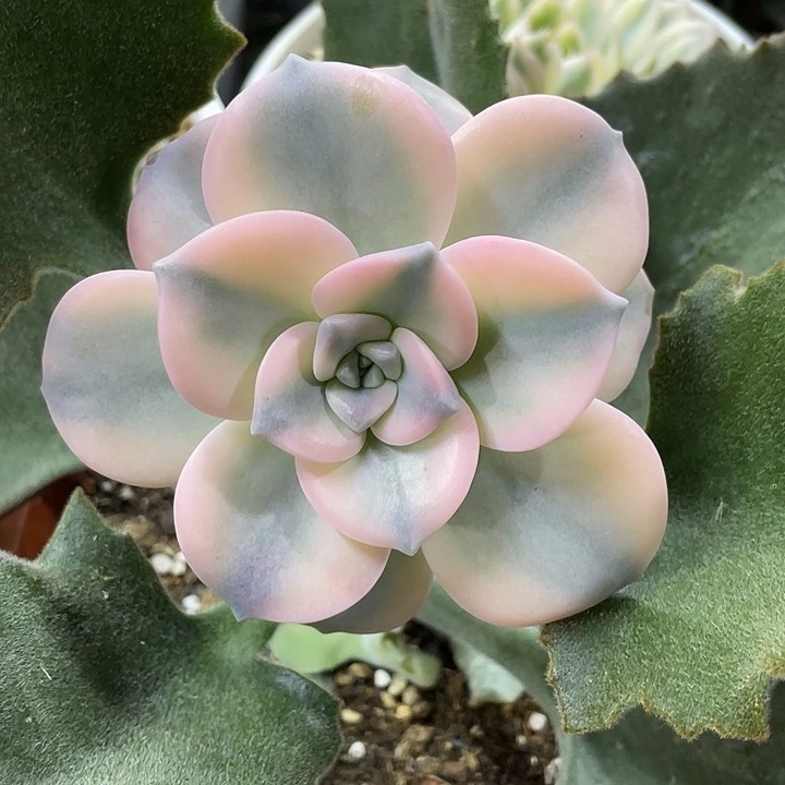 粉紫乐锦一物一拍锦龙