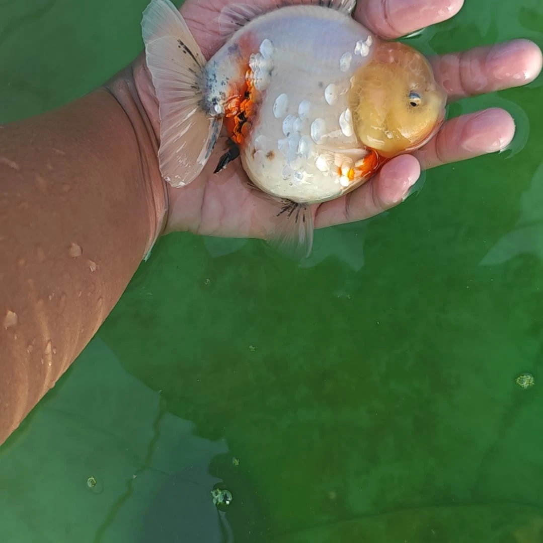 麒麟泰狮金鱼将军