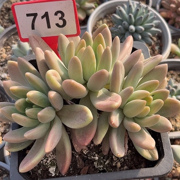 橙色奇迹一物一拍713